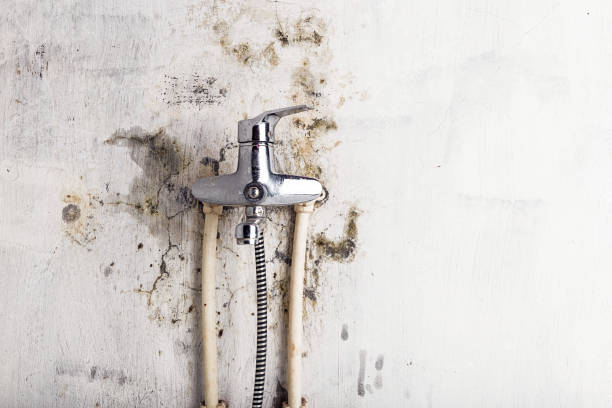 Best Mold Cleaning Services  in Croswell, MI