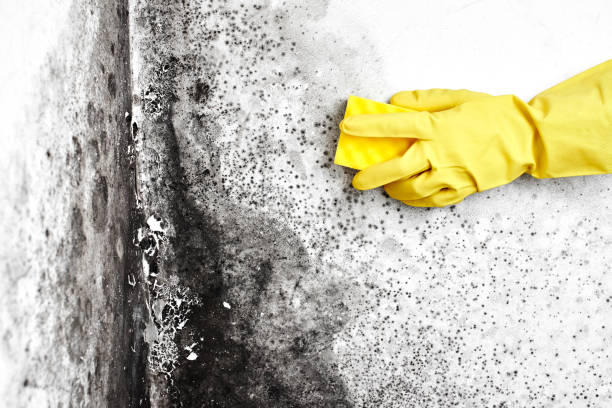 Best Mold Testing  in Croswell, MI
