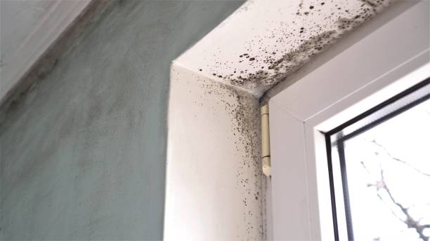 Crawl Space Mold Removal in Croswell, MI