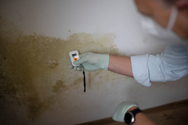Best Mold Removal Near Me  in Croswell, MI