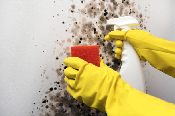 Best Affordable Mold Removal  in Croswell, MI
